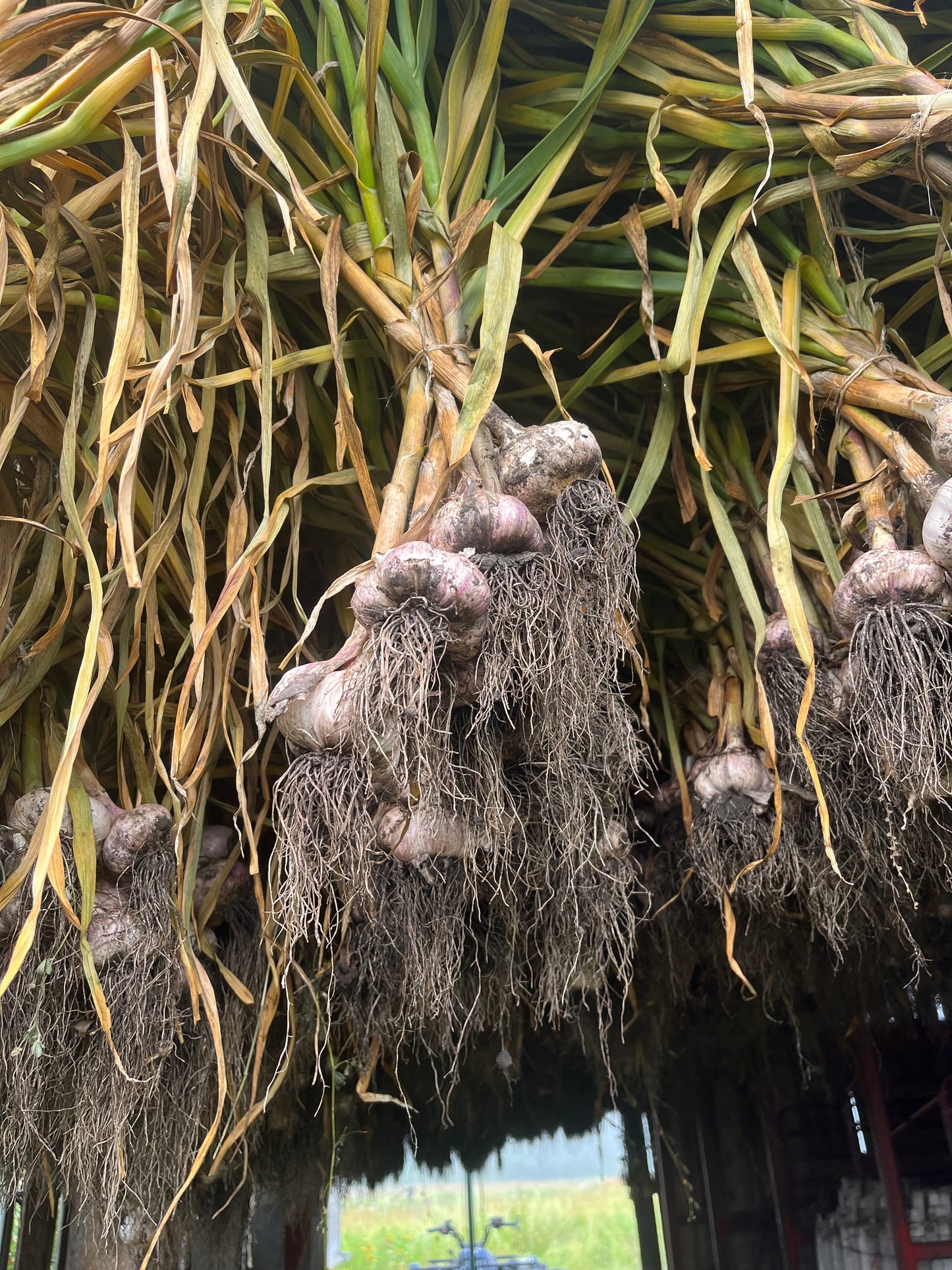 X-Large seed garlic