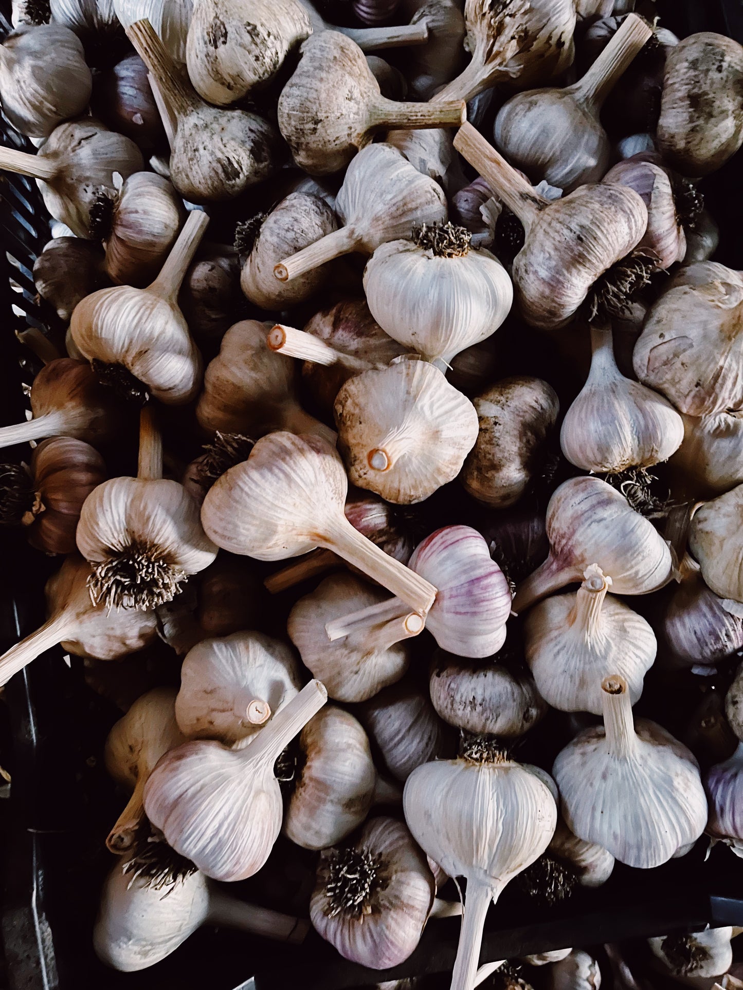 Garlic, assorted sizes