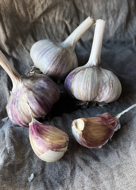 X-Large seed garlic