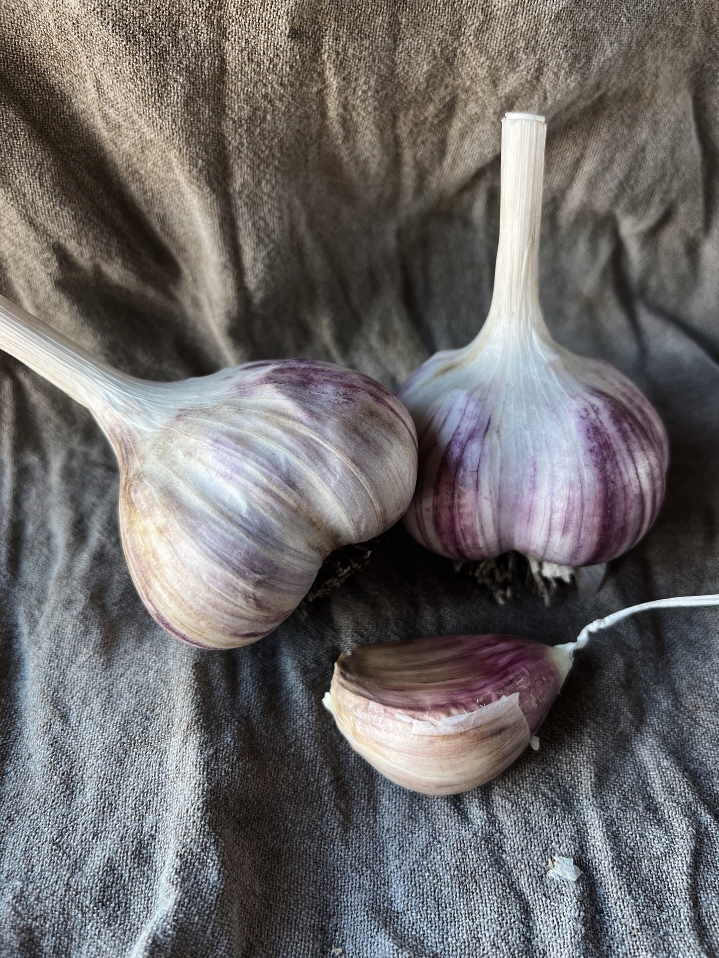 Large seed garlic